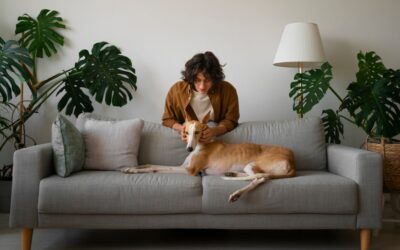 Reclaim a Fresh and Inviting Home with Professional Pet Odor Removal Services