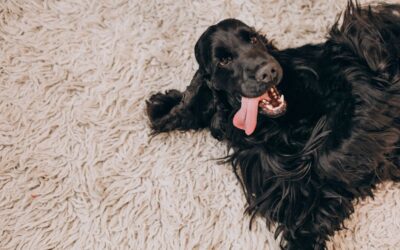 Effective Pet Odor Removal Techniques for a Fresher Home