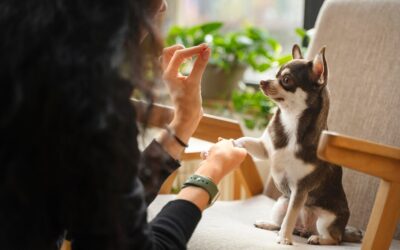 Say Goodbye to Pet Odors and Stains: Xtreme Clean 95’s Carpet Cleaning Services