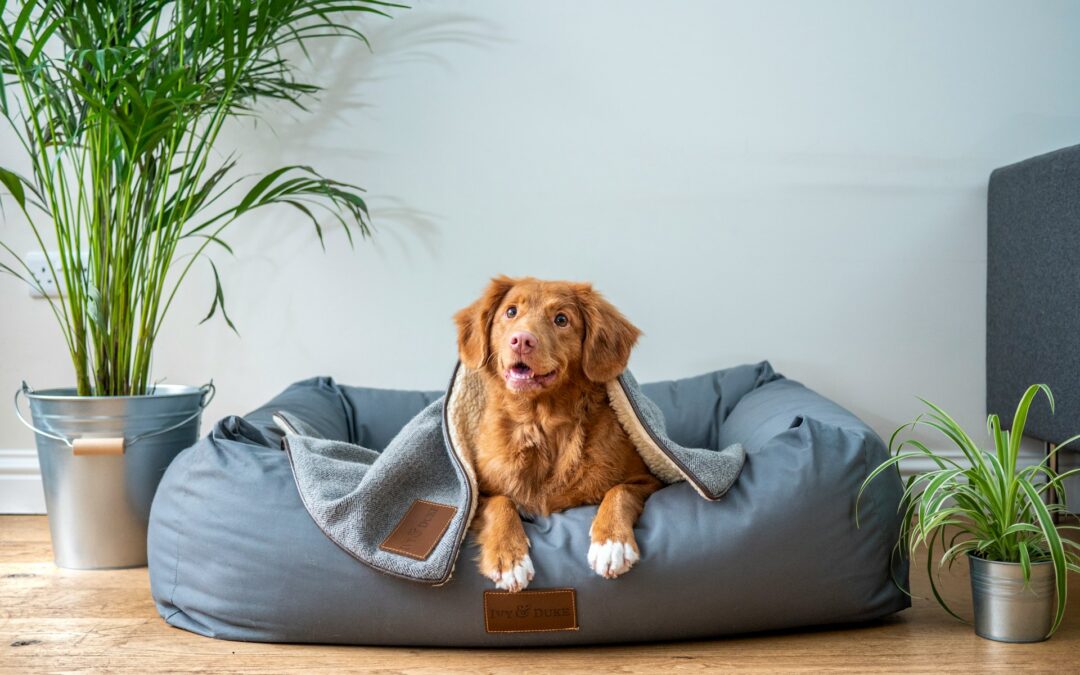 Pet Odor Removal: Solving Common Household Problems Safely