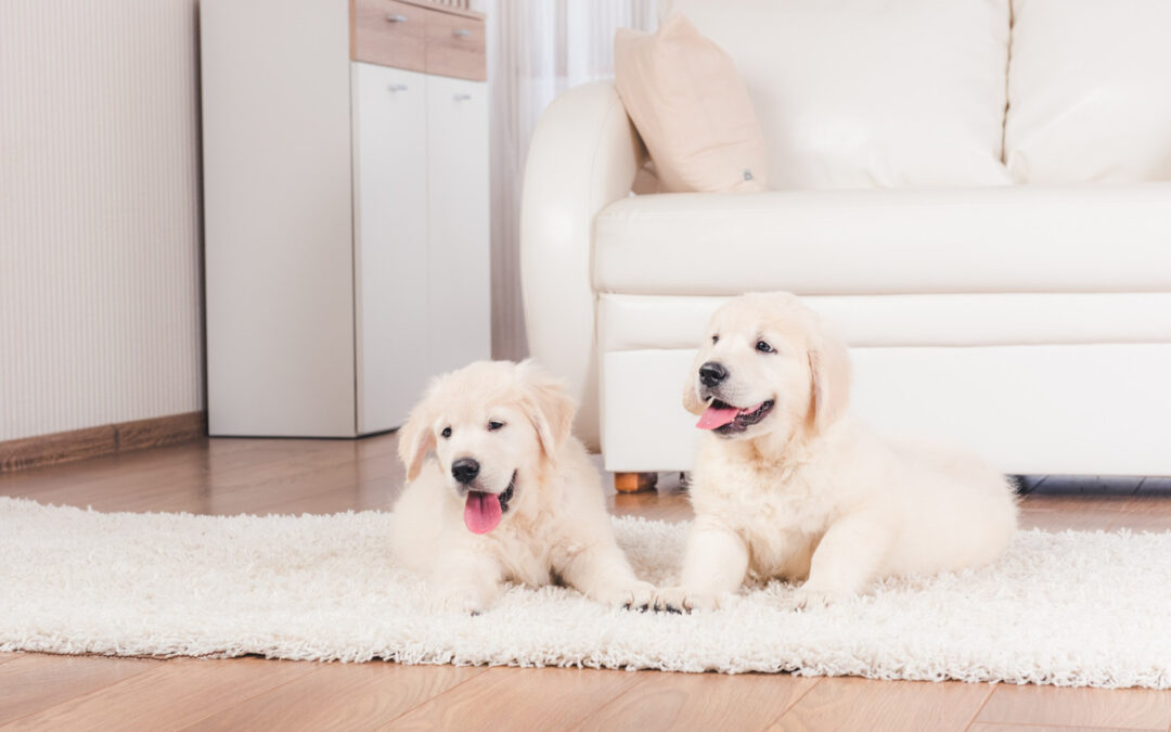 pet odor elimination