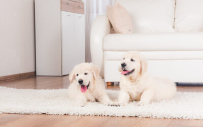 Nifty Tricks to Eliminate Pet Odors from Carpets